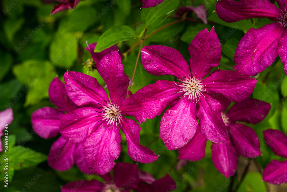 Blooming pink clematis in the garden. Selective focus. Shallow depth of field. Blooming pink clematis in the garden. Selective focus. Shallow depth of field.