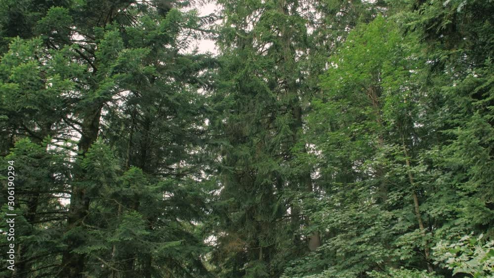 Coniferous Forest With Tall Trees Coniferous Forest With Tall Trees