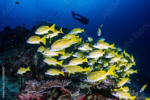 SCUBA divers on a colorful, tropical coral reef in Thailand