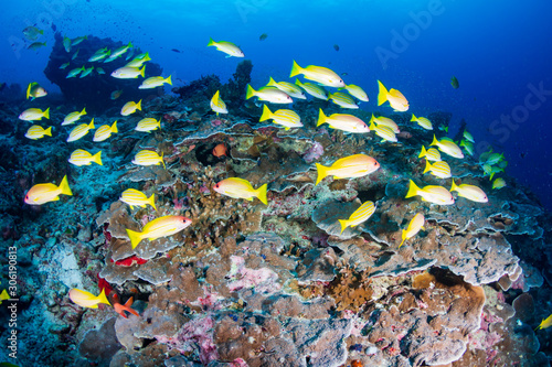 Colorful tropical fish on a coral reef in Thailand's Similan Islands
