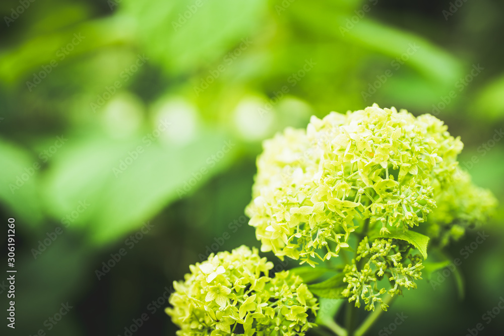 Blooming hydrangea in the garden. Shallow depth of field. Blooming hydrangea in the garden. Shallow depth of field.