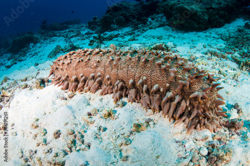 Photography A large Sea Cucumber feeding on the sand of a tropical coral reef in Thailand