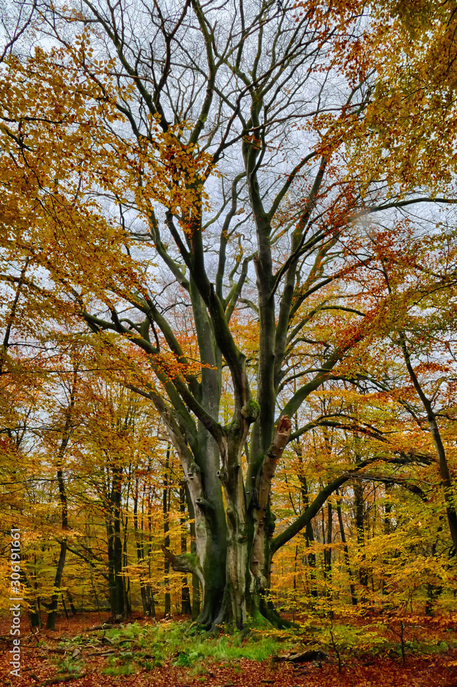 Alter großer Baum mit Herbstlaub im Wald Alter großer Baum mit Herbstlaub im Wald
