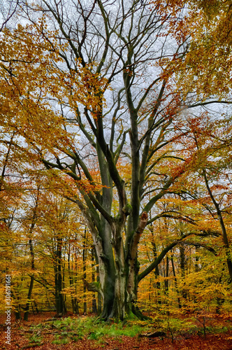 Alter gro  er Baum mit Herbstlaub im Wald
