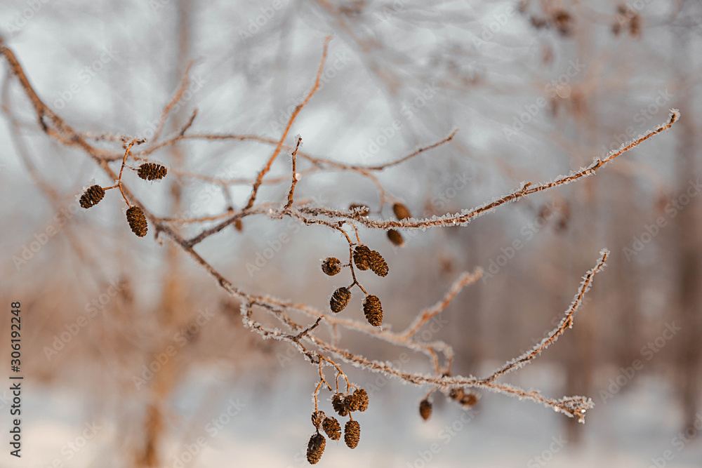 winter landscapes snow-covered trees winter landscapes snow-covered trees