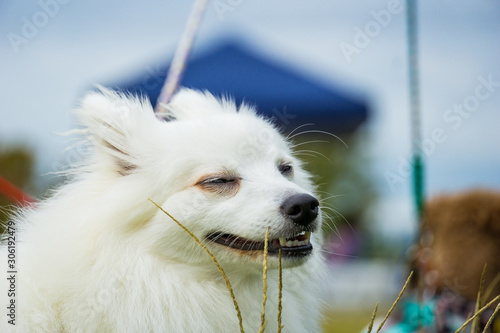 japanese spitz white dog