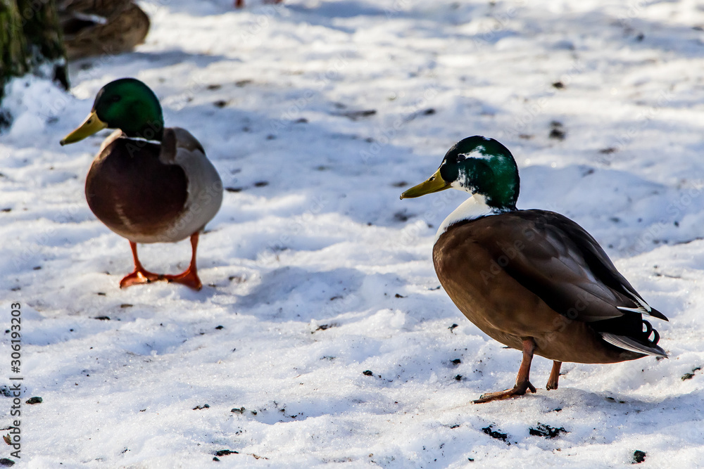 Wild ducks in winter on a snow background. A flock is looking for food. Wild ducks in winter on a snow background. A flock is looking for food.