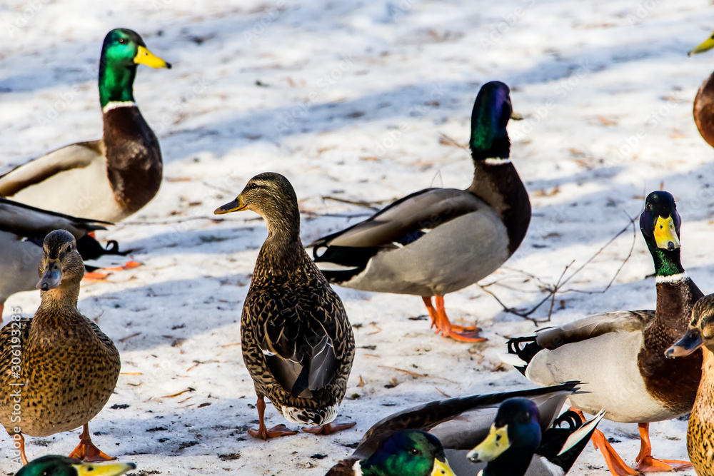 Wild ducks in winter on a snow background. A flock is looking for food. Wild ducks in winter on a snow background. A flock is looking for food.