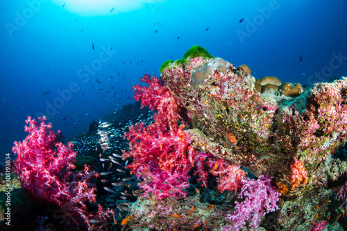 Fototapeta Naklejka Na Ścianę i Meble -  Beautiful, colorful corals on a tropical coral reef in the Similan Islands