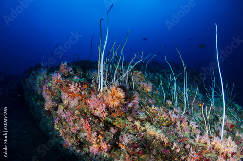 Beautiful, colorful soft and hard corals on a tropical coral reef (Koh Bon, Similan Islands)