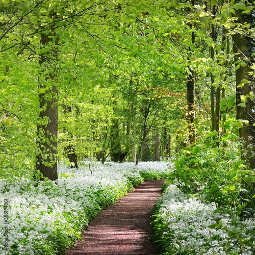 A road in the forest and the blooming wild garlic (Allium ursinum) in Stochemhoeve, Leiden, the Netherlands photo