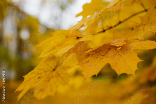  Autumn yellow leaves on tree branches. Beautiful bright juicy leaves, the concept of warm autumn in the city and city parks, natural beauty