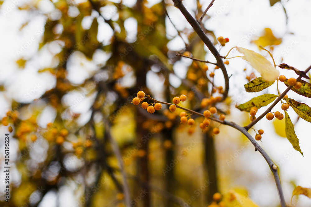 Beautiful autumn tree branches shot close Beautiful autumn tree branches shot close