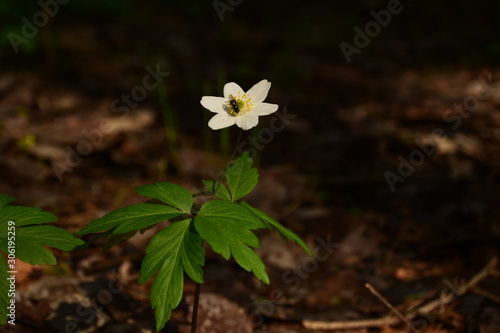 Close-up of Anemone with an insect sitting on it in the rays of the spring sun with dark colors in soft-focus in the background