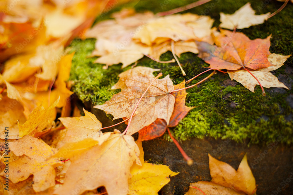 Fallen autumn yellowed leaves on a wet sidewalk. Autumn in the city Fallen autumn yellowed leaves on a wet sidewalk. Autumn in the city