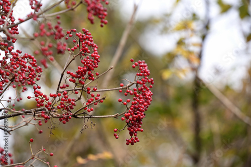 Red berries of Viburnum dilatatum on the tree photo