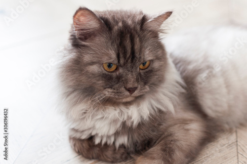 Close up view of gray cute kitten.