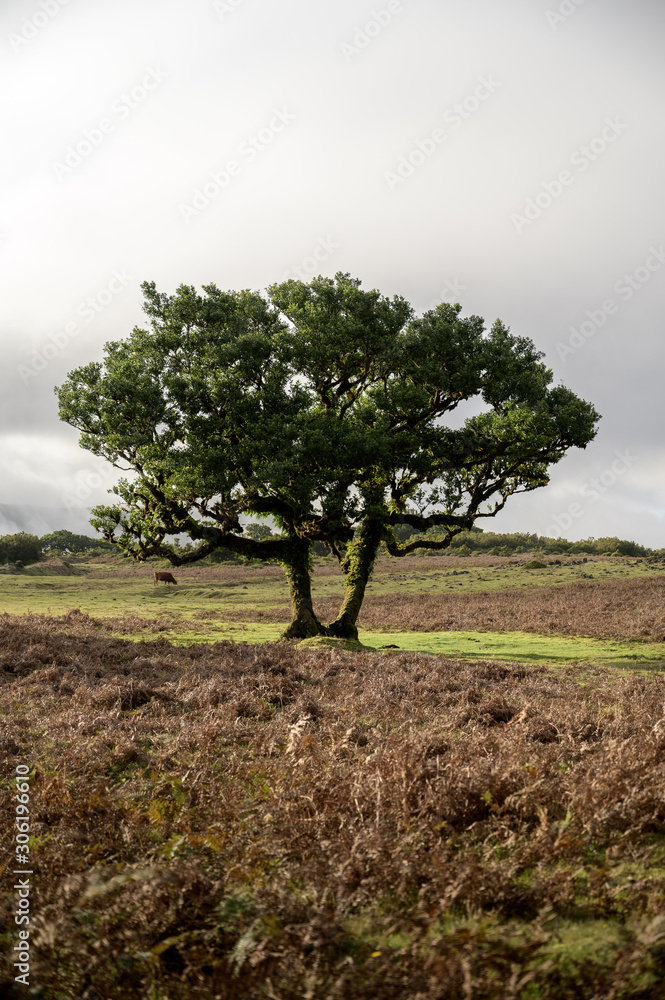 single tree in Fanal forest on Madeira single tree in Fanal forest on Madeira