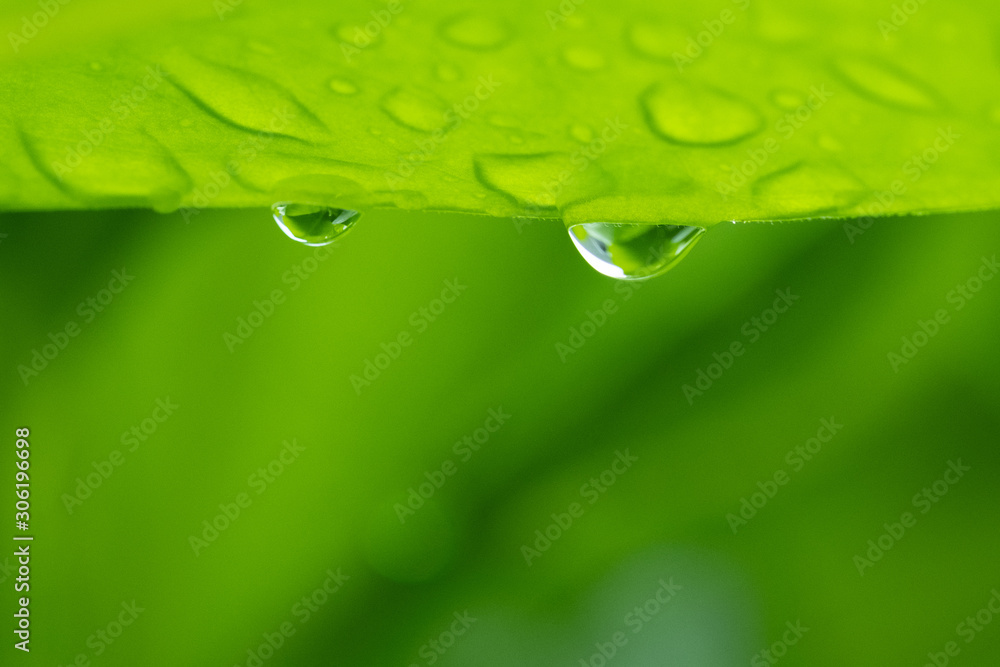 Water droplets hanging on green leaves after the rain Water droplets hanging on green leaves after the rain