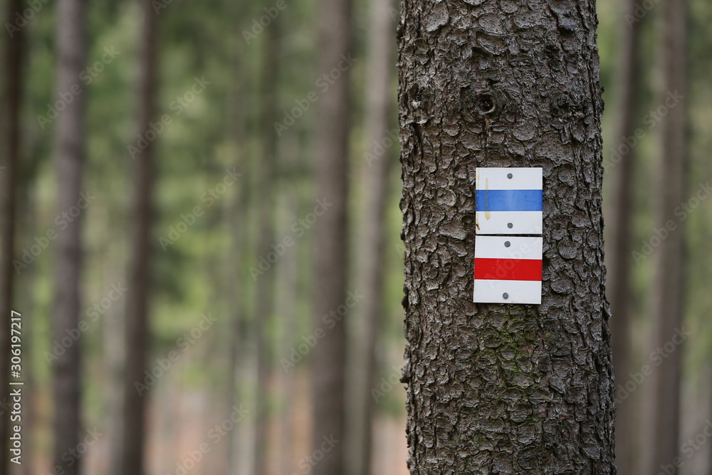 Fototapeta premium Wegweiser zur Orientierung im Wald