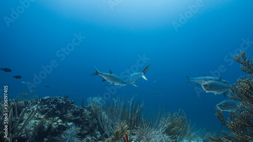 Seascape of coral reef in Caribbean Sea / Curacao with Tarpon fish, coral and sponge © NaturePicsFilms