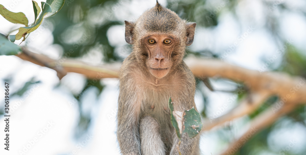 Young macaque monkey sitting on tree with stare eyes looking. Young macaque monkey sitting on tree with stare eyes looking.