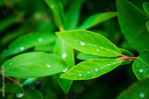 Fresh green leaves of honeysuckle with water drops in the garden. Selective focus. Shallow depth of field.
