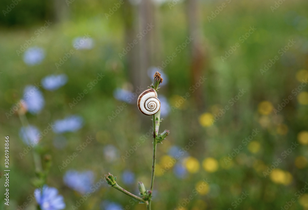 A small snail with a flat spiral shell hangs on the stem of the plant. Selective focus. A small snail with a flat spiral shell hangs on the stem of the plant. Selective focus.