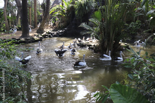 A beautiful view of Bird Park in Bali  Indonesia