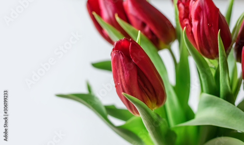 Red tulips on a white background close-up. Copy space. Selective focus.