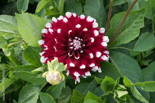 The inflorescence of the two-colored Dahlia Hummingbird is a Duet among the foliage.