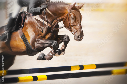 Fototapeta A Bay racehorse with a rider in the saddle quickly jumps over the high yellow-black barrier at a show jumping competition on a Sunny summer day
