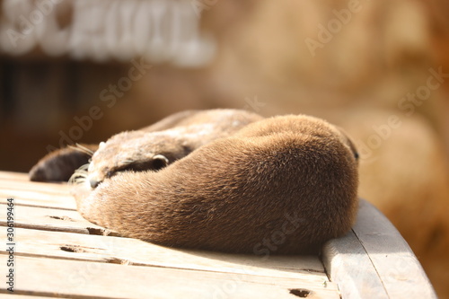 Asian Small-clawed Otter - Aonyx cinereus