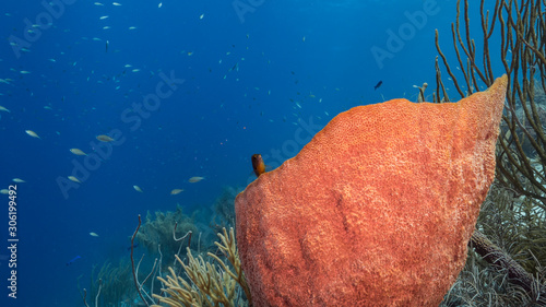 Seascape of coral reef in Caribbean Sea   Curacao with fish  coral and sponge