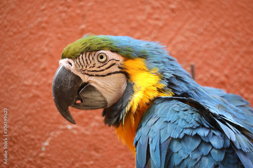 Obraz premium A Blue-and-Yellow Macaw - Ara Ararauna