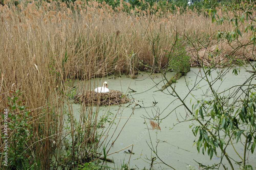 Fototapeta premium schwan brütet im nest