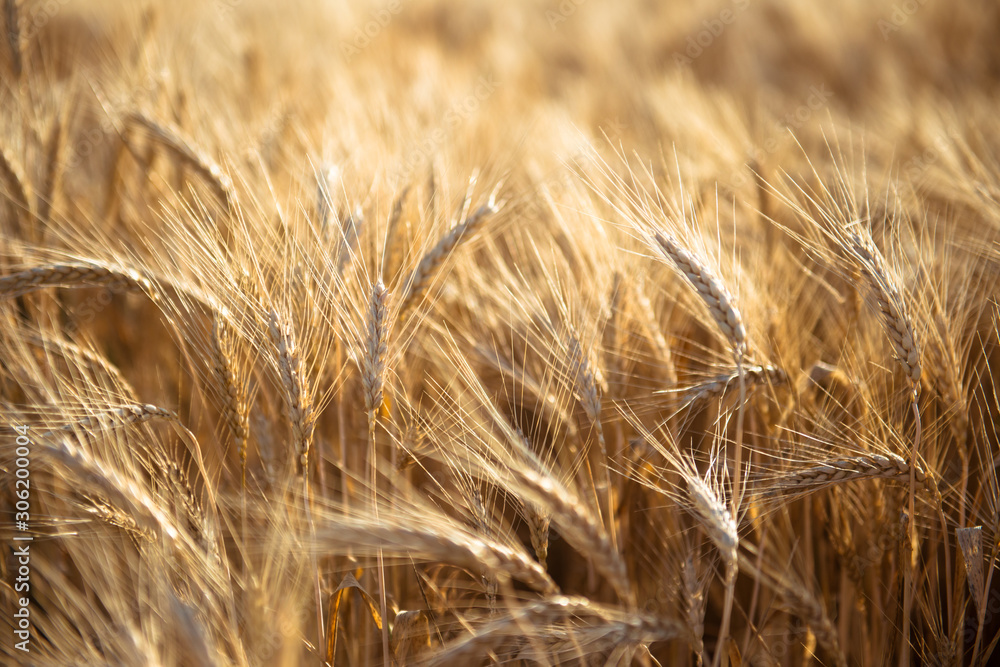 A field of wheat in the rays of the sun A field of wheat in the rays of the sun