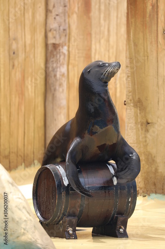California Sea Lion Show - Zalophus californianus