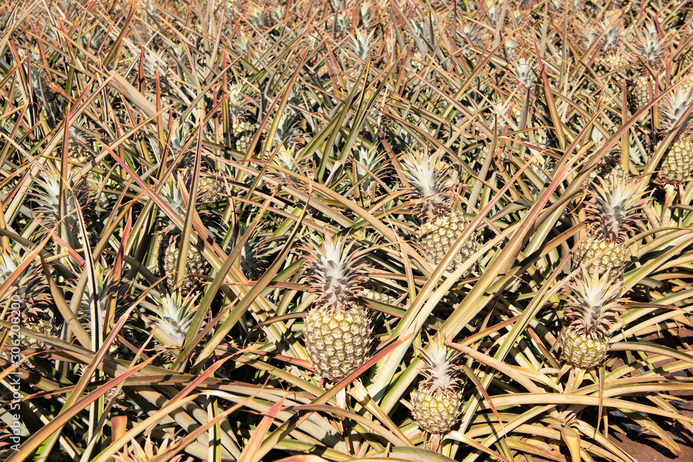 Ripe juicy pineapples ready to be harvested Ripe juicy pineapples ready to be harvested