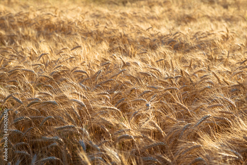 A field of wheat in the rays of the sun