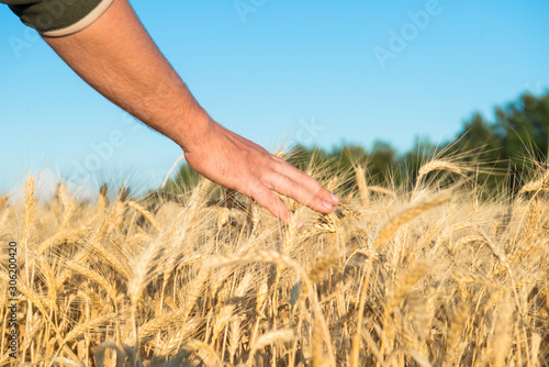 Man s hand touches wheat on the field