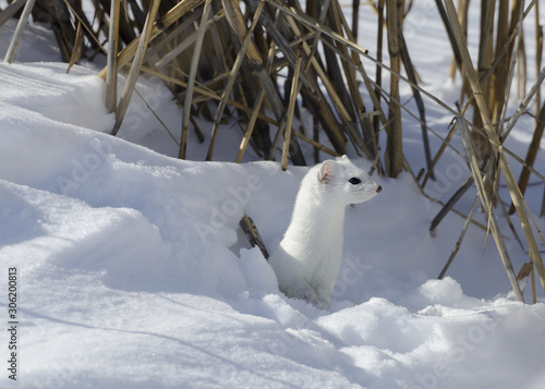 Obraz na plátně stoat in the snow