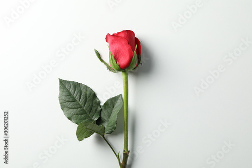 Beautiful red rose with green leaves on white background, space for text