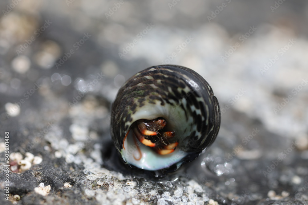 Hermit Crab - Clibanarius aequabilis Hermit Crab - Clibanarius aequabilis