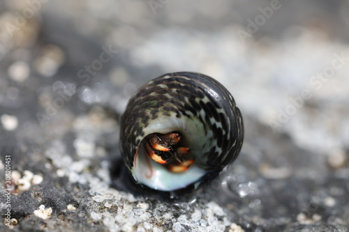 Hermit Crab - Clibanarius aequabilis photo