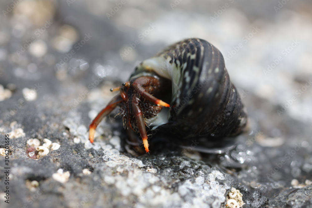 Hermit Crab - Clibanarius aequabilis Hermit Crab - Clibanarius aequabilis