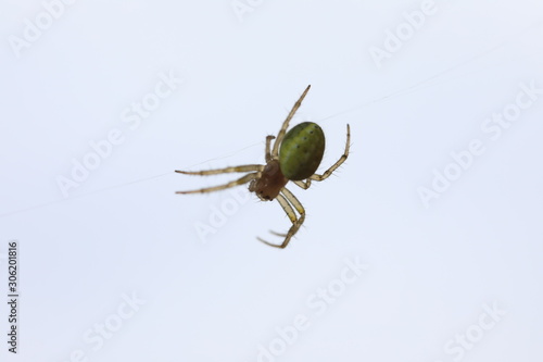 Cucumber Green Spider - Araniella cucubitina © Daniel Mortell