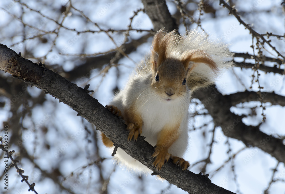 squirrel on a tree squirrel on a tree