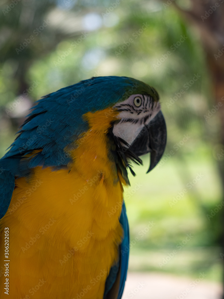 Indonesia, november 2019: Intensive blue and yellow colored feather structure of large parrot, Ara araurana. Wildlife photography