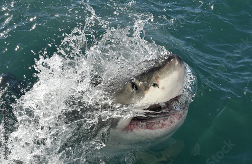 Great white shark with open mouth on the surface out of the water. Scientific name: Carcharodon carcharias.  South Africa, © Uryadnikov Sergey